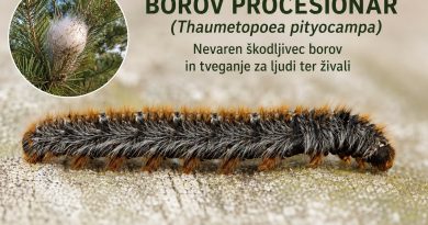 Gosenica borovega procesionarja (Thaumetopoea pityocampa)