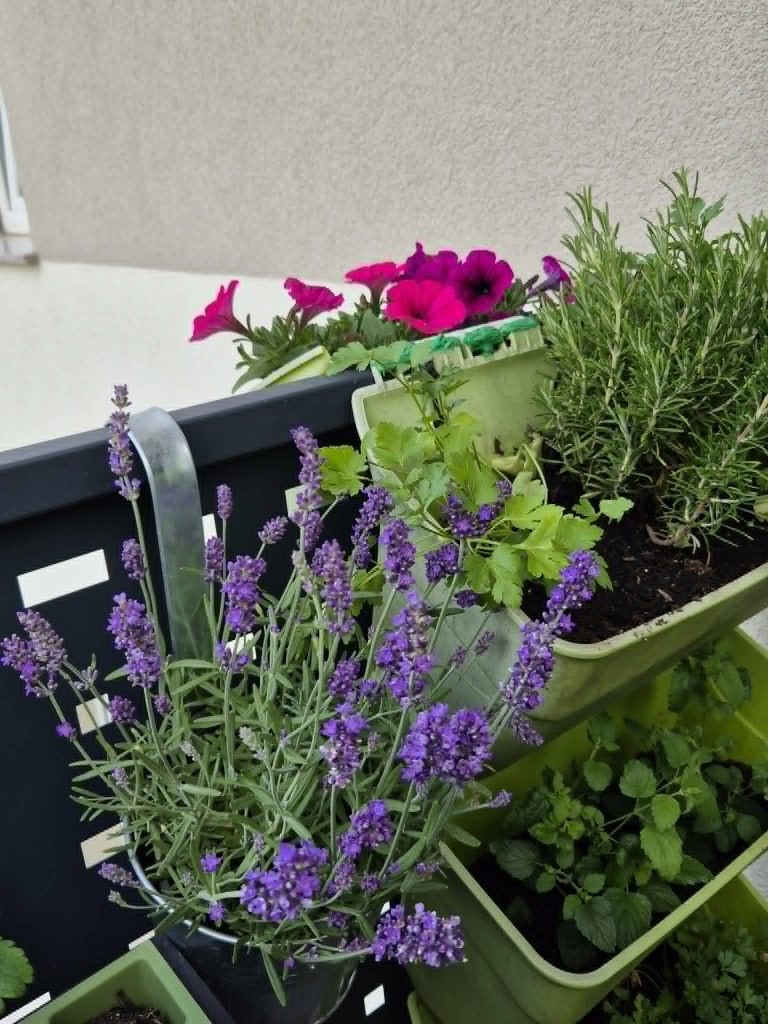 Korita na ograji, cvetlični lonci na tleh in rastline na policah ustvarijo večplastni videz