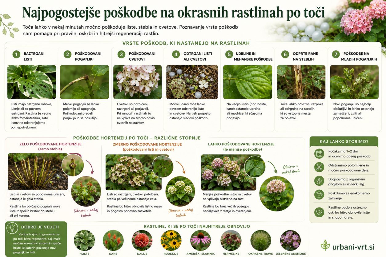 Poškodbe rastlin po toči