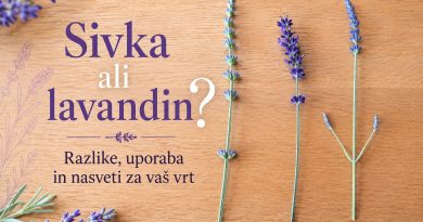 Primerjava prave sivke (Lavandula angustifolia) in lavandina