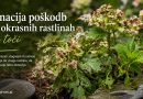 Sanacija poškodb na okrasnih rastlinah po toči: kako pomagati hortenzijam in drugim rastlinam do hitrega okrevanja Meta opis: Toča lahko v nekaj minutah močno poškoduje hortenzije in druge okrasne rastline. Preverite, kako pravilno odstraniti poškodovane dele, kdaj obrezovati, kako dognojiti in pospešiti obnovo rastlin po neurju. Ključne besede: sanacija poškodb po toči, hortenzija po toči, poškodbe rastlin zaradi toče, obrezovanje po toči, regeneracija okrasnih rastlin, nega hortenzij, dognojevanje po neurju, okrevanje rastlin Sanacija poškodb na okrasnih rastlinah po toči Poletna neurja s točo lahko v zelo kratkem času povzročijo precejšnjo škodo na vrtu. Med najbolj prizadetimi so pogosto hortenzije, hoste, dalije, kane, vrtnice ter številne druge okrasne rastline z velikimi listi in nežnimi poganjki. Čeprav je pogled na raztrgane liste in polomljena stebla lahko precej žalosten, večina teh rastlin premore izjemno sposobnost regeneracije. Pravilna oskrba v prvih dneh po neurju lahko bistveno vpliva na hitrost okrevanja in videz rastlin v nadaljevanju sezone. Najprej ocenimo obseg poškodb Po neurju ni priporočljivo takoj poseči po škarjah. Rastlinam je smiselno nameniti dan ali dva, da se poškodovani deli nekoliko osušijo in postanejo posledice bolje vidne. Tako lažje ugotovimo, kateri poganjki bodo preživeli in katere bo treba odstraniti. Posebej pri hortenzijah se pogosto zgodi, da so listi močno poškodovani, stebla pa ostanejo zdrava. V takšnem primeru rastlina običajno hitro požene nove liste iz spečih brstov. Kako obrezati hortenzije po toči Pri hortenzijah odstranimo predvsem polomljene poganjke in močno poškodovane cvetove. Rez opravimo tik nad zdravim parom listov ali nad dobro razvitim brstom. Če so poškodovani le posamezni listi, jih lahko pustimo na rastlini. Čeprav niso več estetski, še vedno sodelujejo pri fotosintezi in rastlini pomagajo ustvarjati energijo za obnovo. Pri močnejših poškodbah lahko poganjke skrajšamo za tretjino njihove dolžine. Hortenzije bodo pogosto že v nekaj tednih razvile novo listje in obnovile svojo gosto rast. Katere okrasne rastline se po toči najhitreje obnovijo Nekatere vrste imajo izjemno sposobnost ponovne rasti in jih poškodbe redko trajno prizadenejo. Med najbolj trpežne sodijo: hortenzije, hoste, rudbekije, ameriški slamnik, kane, dalije, okrasne trave, hermelike, jesenske anemone. Pri teh rastlinah lahko odstranimo tudi večji del poškodovanega listja, saj običajno hitro razvijejo nove poganjke. Zakaj je pomembno odstraniti poškodovane dele Raztrgano listje in poškodovana stebla predstavljajo vstopna mesta za različne glivične bolezni. To še posebej velja v obdobju vročine in visoke zračne vlage, ki pogosto sledi poletnim nevihtam. Odstranjevanje najbolj poškodovanih delov izboljša kroženje zraka med rastlinami in zmanjša možnost razvoja plesni, pegavosti ter gnitja. Pri rezi uporabljamo čiste in ostre škarje, da dodatno ne poškodujemo rastlinskega tkiva. Dognojevanje po toči pospeši obnovo Po poškodbah rastline porabijo veliko energije za tvorbo novih listov in poganjkov. Zato jim lahko pomagamo z zmernim dognojevanjem. Najprimernejša so: organska tekoča gnojila, izvlečki morskih alg, kompostni čaj, uravnotežena gnojila za okrasne rastline. Z dušikom ne pretiravamo. Prekomerno gnojenje sicer spodbuja hitro rast, vendar so takšni poganjki mehkejši in bolj občutljivi za bolezni ter nove vremenske ekstreme. Zalivanje po neurju ni vedno samoumevno Čeprav neurje običajno prinese veliko vode, je smiselno nekaj dni pozneje preveriti stanje tal. Močan naliv pogosto navlaži le zgornjo plast zemlje, medtem ko je globlje območje korenin lahko še vedno presuho. Rastline, ki obnavljajo poškodovano listje, potrebujejo enakomerno oskrbo z vlago. Zalivamo redkeje, vendar temeljito, da voda prodre globoko v območje korenin. Ali uporabiti sredstva za krepitev rastlin? Po večjih poškodbah so lahko koristni pripravki na osnovi aminokislin, morskih alg ali huminskih kislin. Takšna sredstva ne delujejo kot gnojilo, temveč rastlinam pomagajo lažje premagati stres in spodbudijo tvorbo novih korenin ter listov. Dobre rezultate daje tudi zastirka iz komposta ali drobno presejanega domačega komposta, ki postopoma izboljšuje rodovitnost tal. Potrpežljivost se običajno obrestuje Mnogi vrtičkarji po močnem neurju menijo, da so njihove okrasne rastline izgubljene. V resnici se večina trajnic in grmovnic ob ustrezni negi presenetljivo hitro obnovi. Hortenzije pogosto že v nekaj tednih razvijejo novo listje, hoste in dalije pa lahko do konca poletja skoraj povsem zakrijejo posledice toče. Najpomembnejši ukrepi so odstranitev poškodovanih delov, zmerno dognojevanje, redno zalivanje in nekaj potrpežljivosti. Narava ima namreč veliko večjo sposobnost regeneracije, kot si pogosto predstavljamo. Nasvet vrtnarja Po močnejši toči ne hitite z odstranjevanjem celotnih rastlin. Tudi če so hortenzije, hoste ali dalije videti močno poškodovane, jim namenite vsaj dva do tri tedne časa. Pogosto se iz spečih brstov razvijejo novi poganjki, ki rastlini povrnejo zdrav in privlačen videz še v isti sezoni. Pripis k fotografiji: Poškodovane hortenzije po toči lahko z ustrezno rezjo, zmernim dognojevanjem in rednim zalivanjem že v nekaj tednih razvijejo novo listje ter ponovno pridobijo bujen videz. Viri in literatura Royal Horticultural Society (RHS): Caring for storm-damaged garden plants. Missouri Botanical Garden: Hydrangea care and pruning recommendations. University of Minnesota Extension: Recovering landscape plants after hail damage. Oregon State University Extension Service: Managing plant stress following severe weather events. The American Horticultural Society: Pruning and maintenance of ornamental plants.
