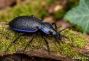 Vijoličasti krešič (Carabus violaceus) je eden najkoristnejših prebivalcev vrta