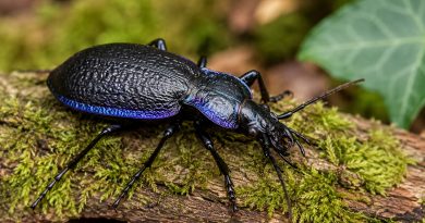 Vijoličasti krešič (Carabus violaceus) je eden najkoristnejših prebivalcev vrta