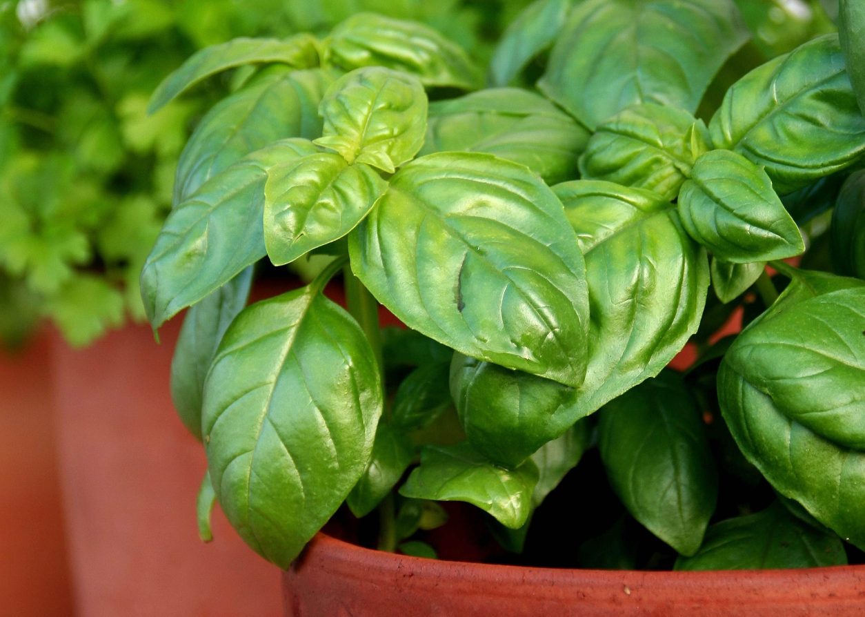 Bazilika (Ocimum basilicum L.), iz trgovine je pogosto posajena zelo na gosto