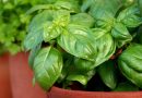 Bazilika (Ocimum basilicum L.), iz trgovine je pogosto posajena zelo na gosto
