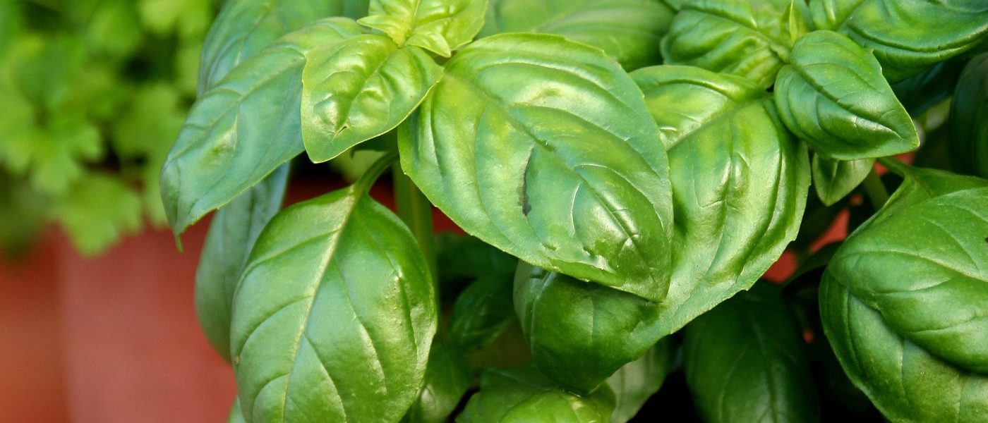 Bazilika (Ocimum basilicum L.), iz trgovine je pogosto posajena zelo na gosto