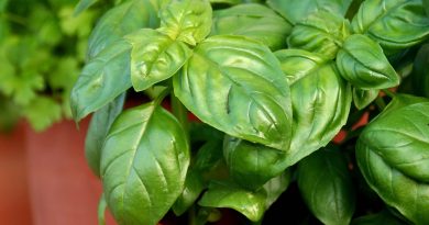 Bazilika (Ocimum basilicum L.), iz trgovine je pogosto posajena zelo na gosto
