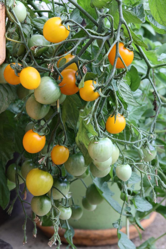 Češnjev paradižnik z oranžnimi plodovi 'Tumbling Tom' v večji vrtni posodi