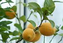 Sušenje listov na citrusih je največkrat posledica nepravilnega zalivanja