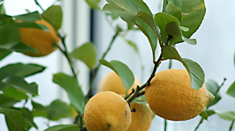 Sušenje listov na citrusih je največkrat posledica nepravilnega zalivanja