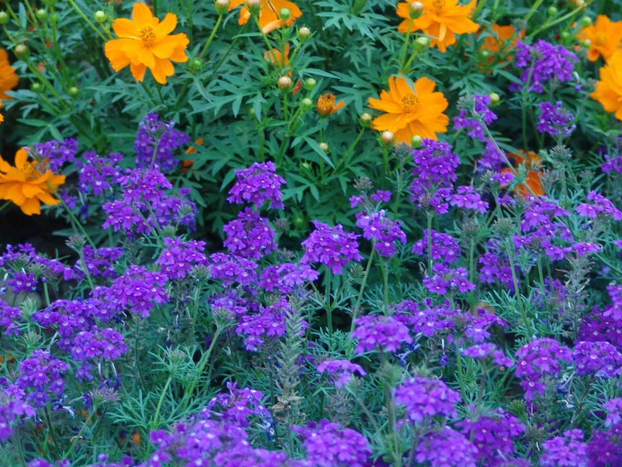 Modra lobularija (Lobularia maritima)
Novejše sorte cvetijo tudi med poletno vročino, prijetno dišijo in privabljajo številne opraševalce.