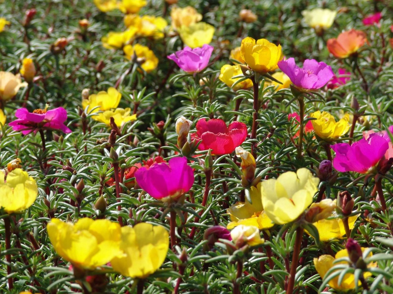 Velikosvetni portulak ali tolščak (Portulaca grandiflora)