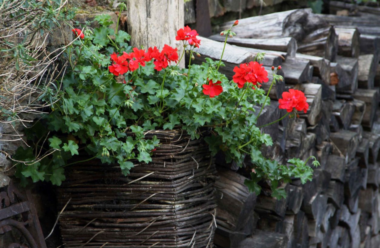Viseče pelargonije so nekoliko manj zahtevne od pokončnih in žlahtnih pelargonij.
