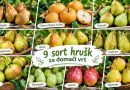 9 sort hrušk za domači vrt