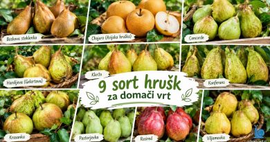 9 sort hrušk za domači vrt
