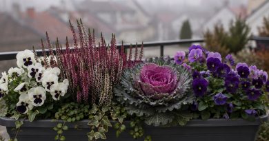 Jesenski balkon z barvitimi cvetlicami