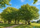 Navadni gaber (Carpinus betulus)