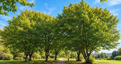 Navadni gaber (Carpinus betulus)