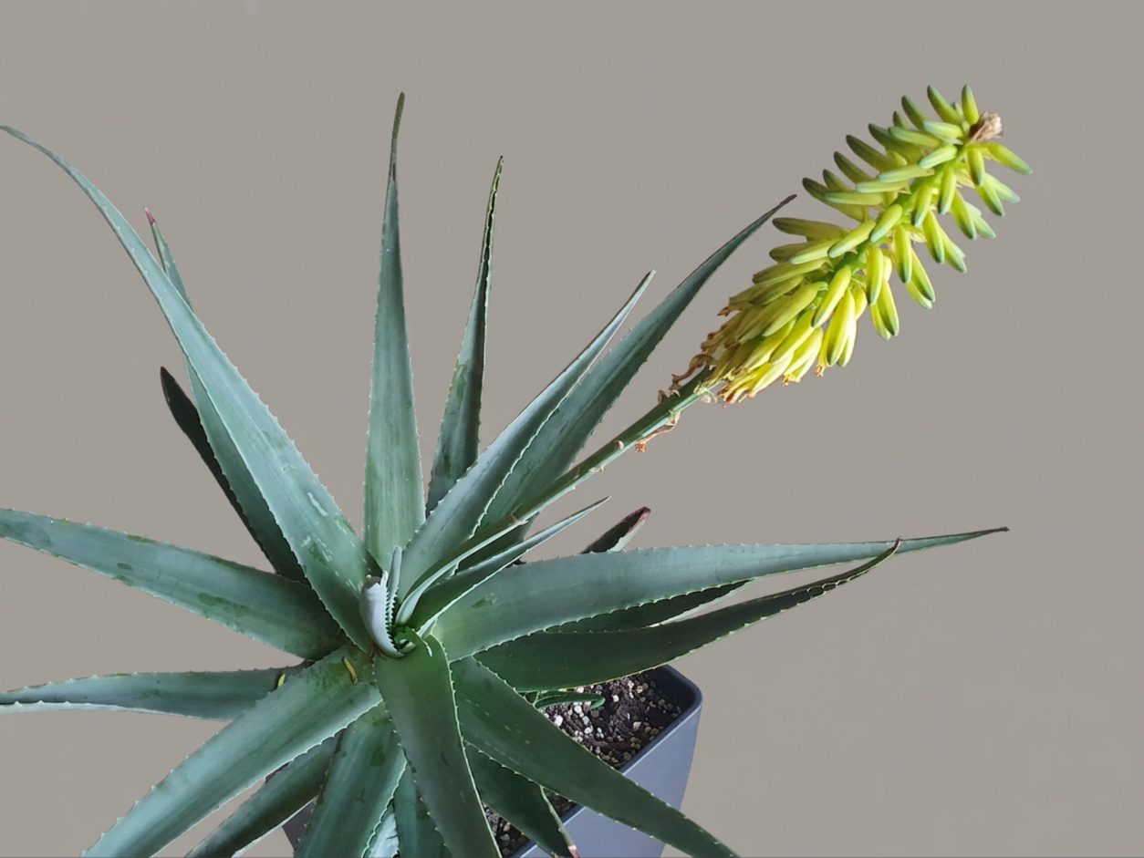 Pri Aloe vera so cvetovi zelenkasto rumeni oziroma rumeni in cevasti