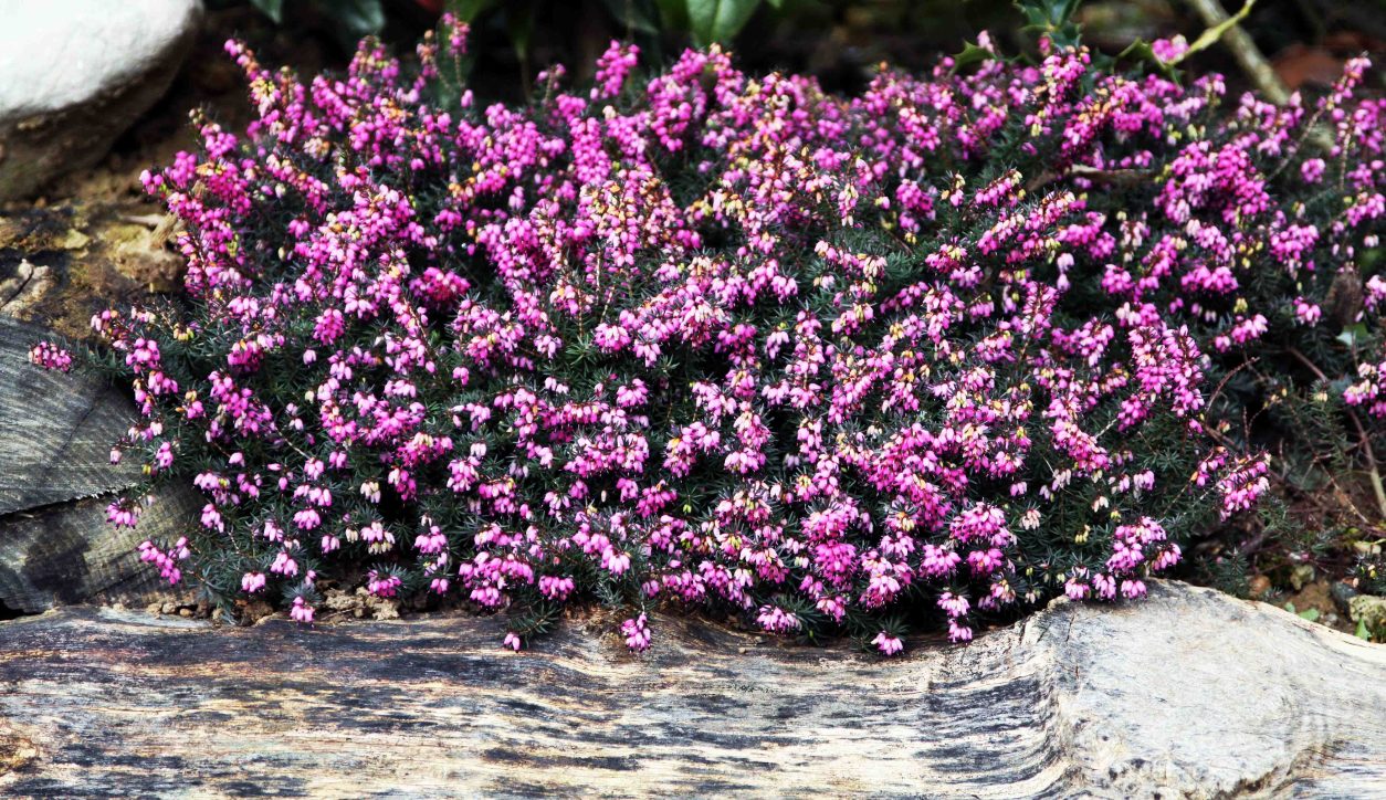 Resa, spomladanska (Erica carnea)