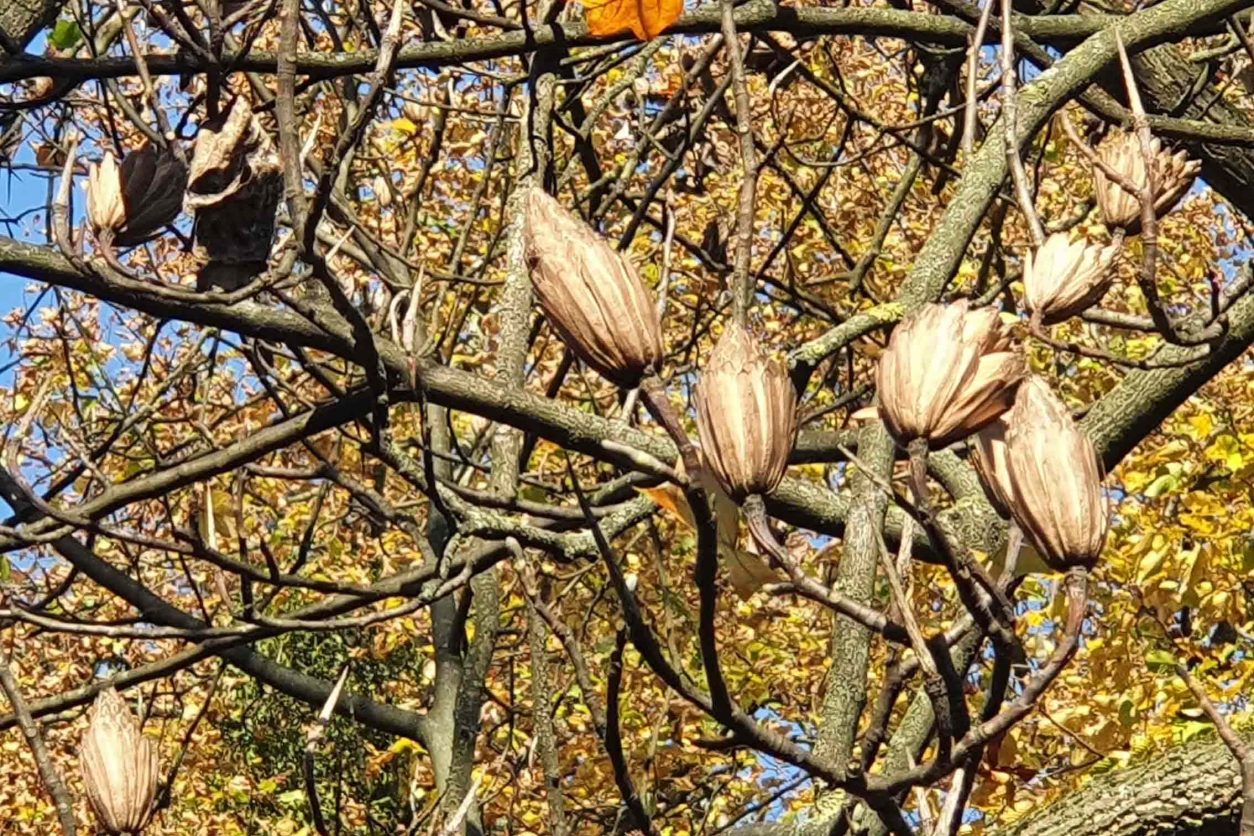 Tulipanovec (Liliondendron tulipifera) po cvetenju razvije značilna suha plodišča