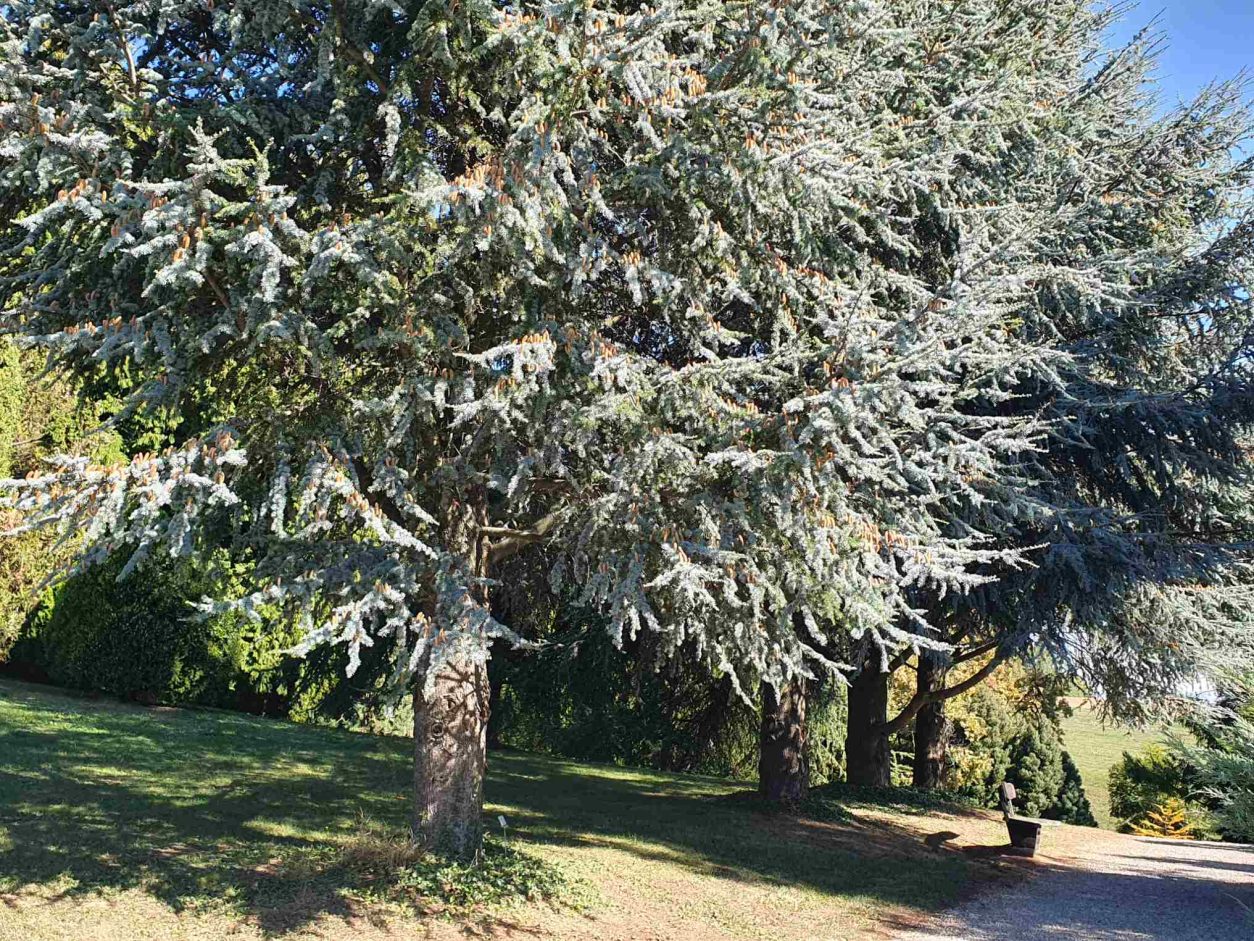 Atlaška cedra (Cedrus atlantica), glauca