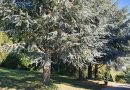 Atlaška cedra (Cedrus atlantica), glauca