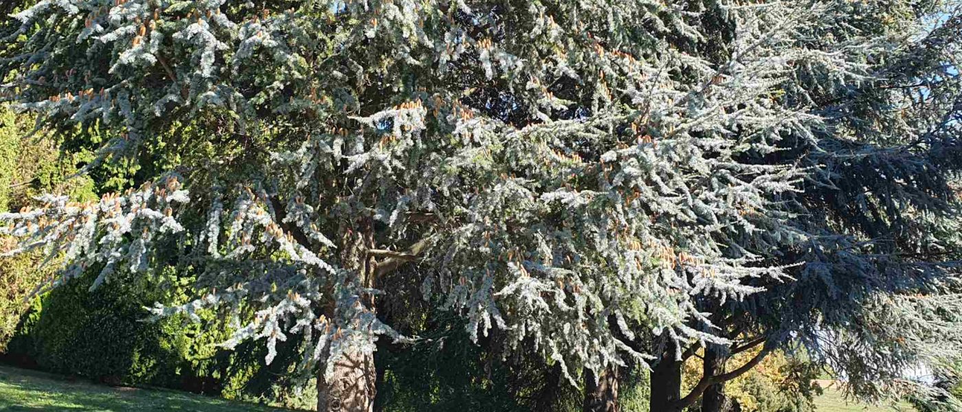 Atlaška cedra (Cedrus atlantica), glauca