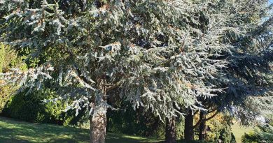 Atlaška cedra (Cedrus atlantica), glauca