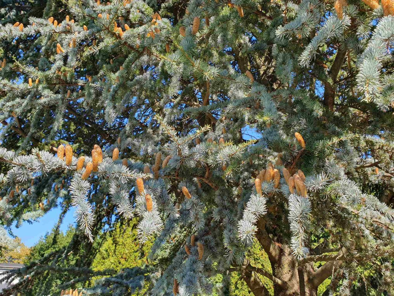 Atlaška cedra (Cedrus atlantica), glauca - Na starejših drevesih se razvijejo pokončni storži