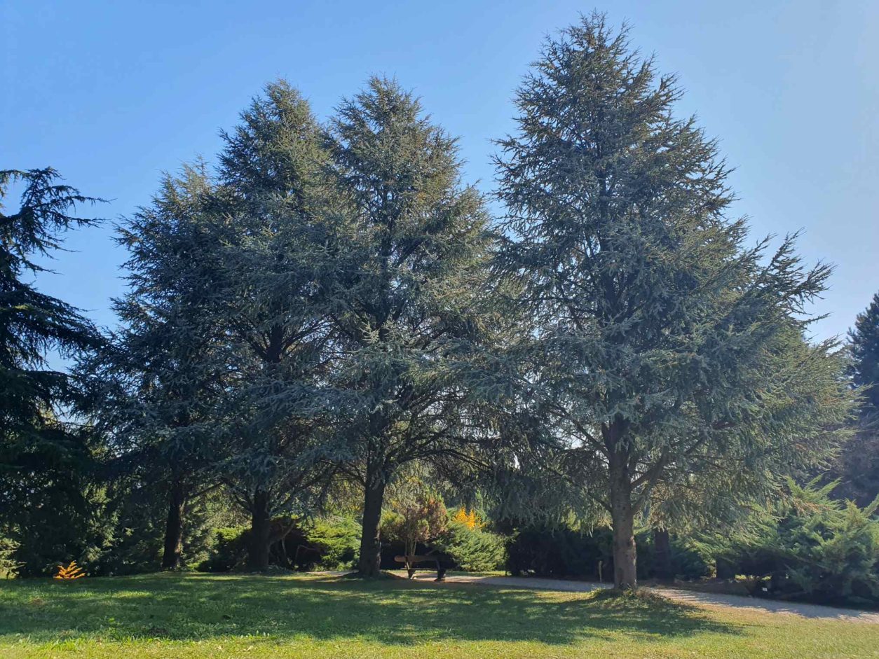 Atlaška cedra (Cedrus atlantica), sorta ‘Glauca’ spada v skupino modrih oziroma srebrno modrih oblik atlaške cedre
