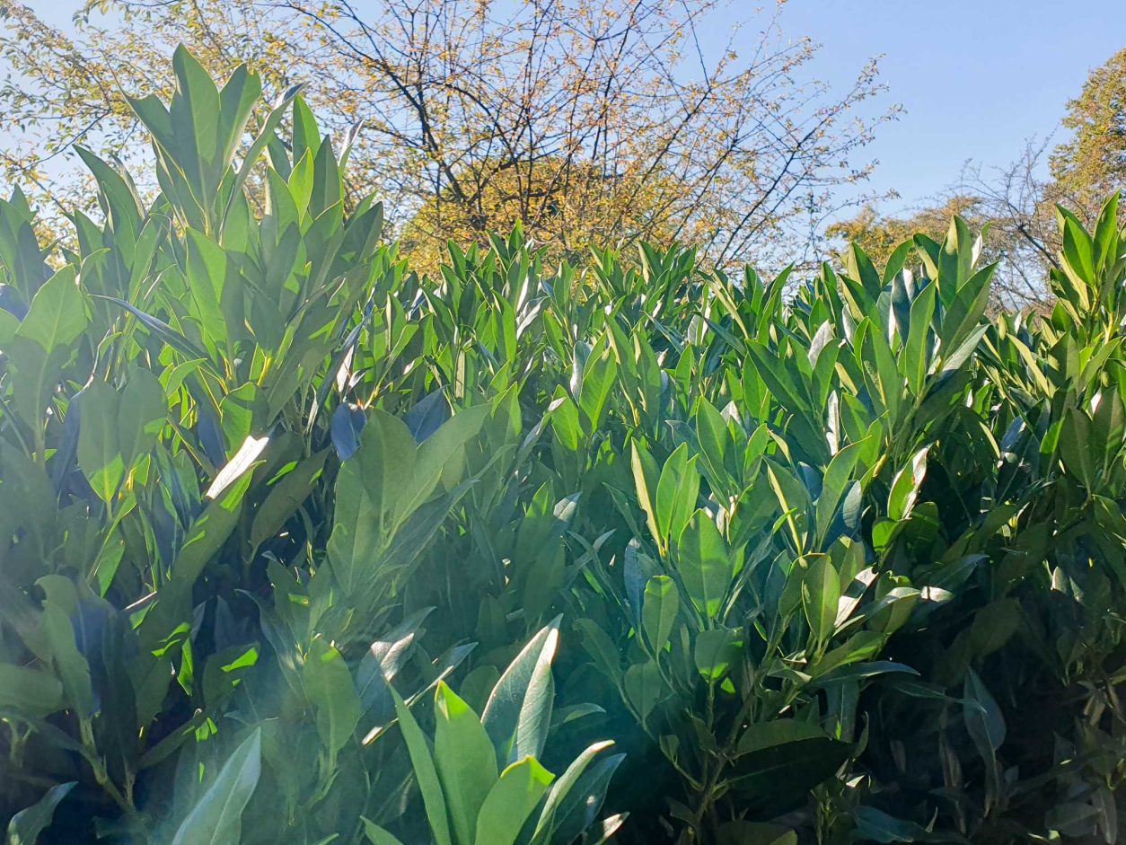 Lovorikovec, Otto Luyken (Prunus Laurocerasus)