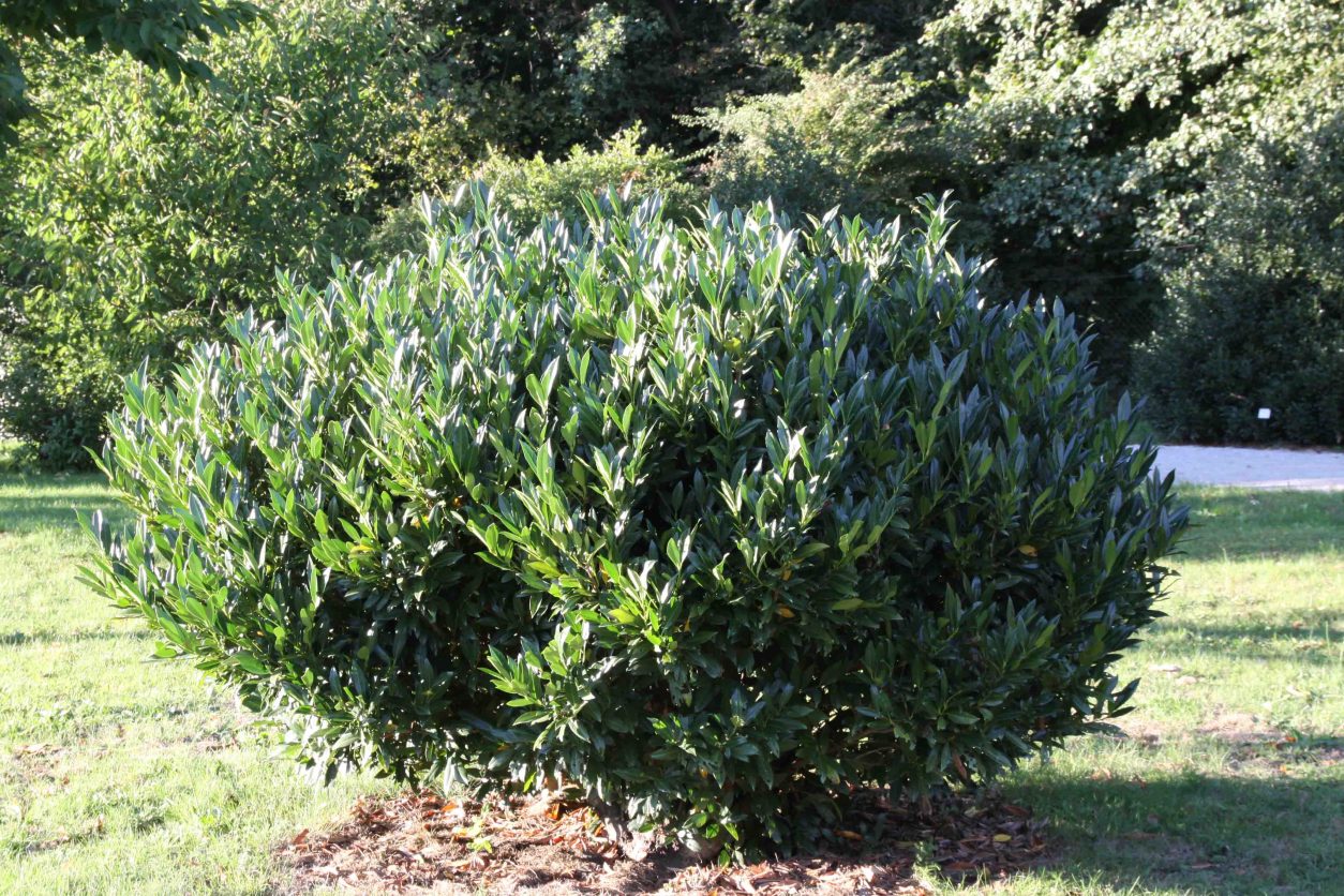 Lovorikovec (Prunus laurocerasus)