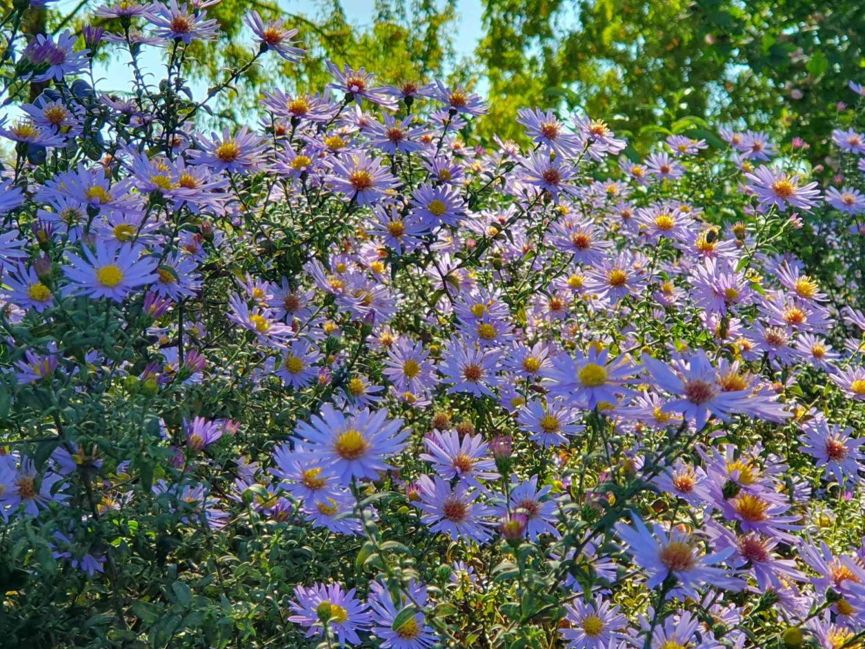 Visoke jesenske astre (Symphyotrichum)
