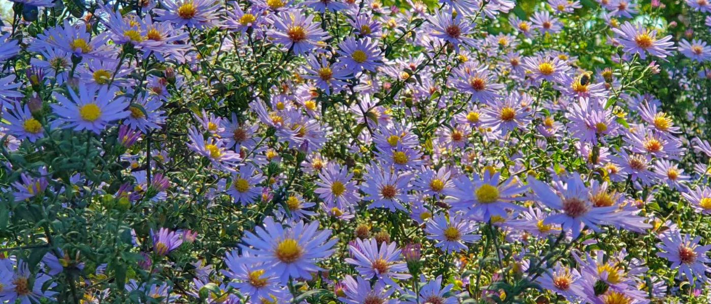 Visoke jesenske astre (Symphyotrichum)