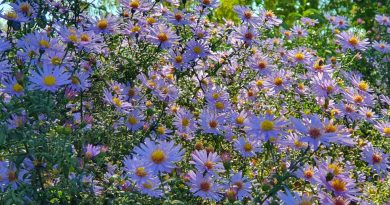 Visoke jesenske astre (Symphyotrichum)