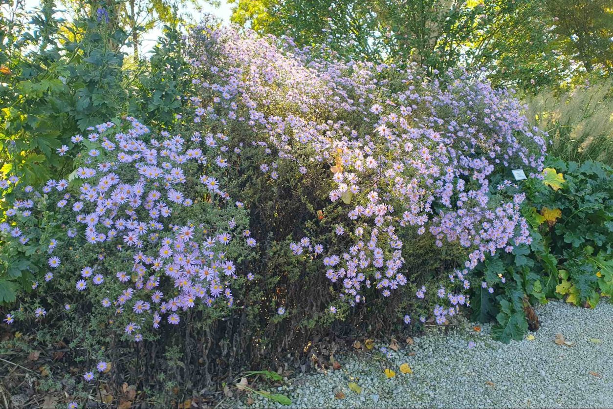 Visoke jesenske astre lahko glede na vrsto in sorto zrastejo približno od 80 cm pa tudi več