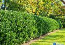 Živa meja iz lovorikovca ‘Otto Luyken’ (Prunus laurocerasus)